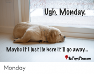 ugh-monday-maybe-if-i-just-lie-here-itll-go-54144186.png