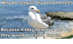 why-do-seagulls-fly-over-the-sea-because-if-they-3564345.png