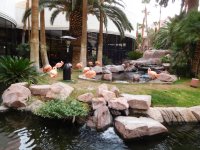 visit-the-flamingo-wildlife-habitat-in-las-vegas-for-free.jpg