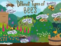 how-identify-different-types-bees-4864333_V2-5b688590e20a45b1a0c5c1804c3acb441.png