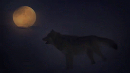 full-moon-wolf.gif