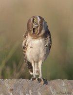 burrowing-owl-8944-ron-dudley.jpg