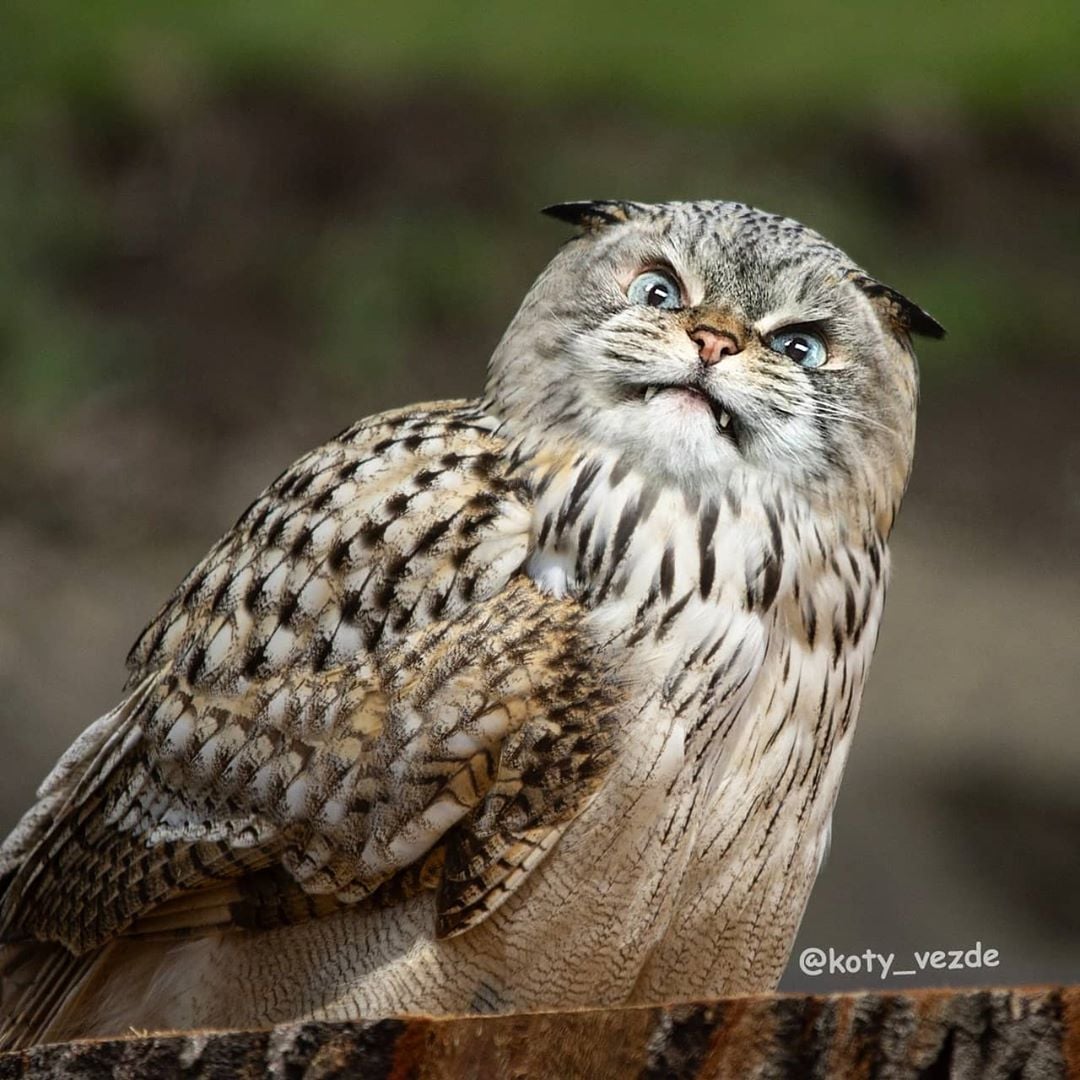Owl-With-Cat-Face.jpg