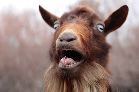 Image result for goat pictures