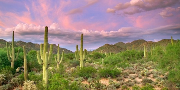 saguaro_forest.jpg