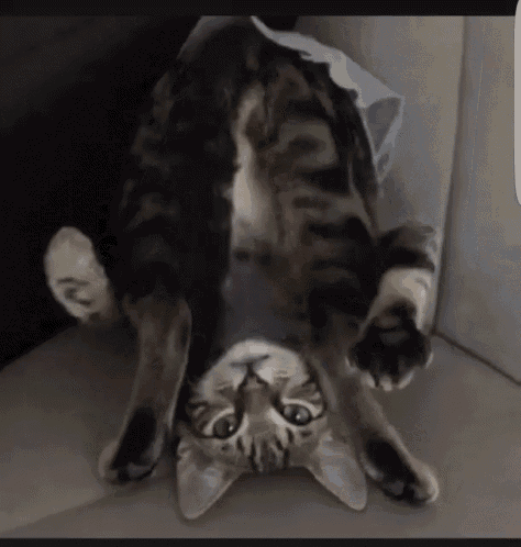 cat-upside-down.gif