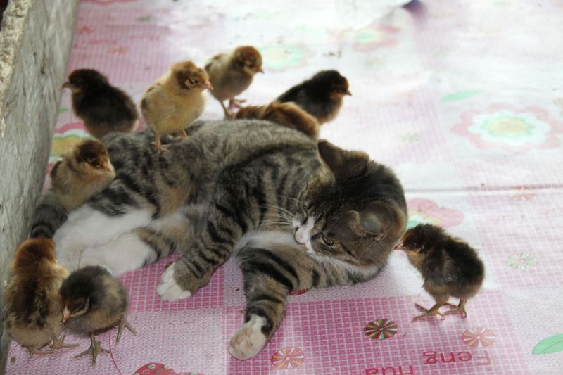 cat-adopts-chicks-big.jpg