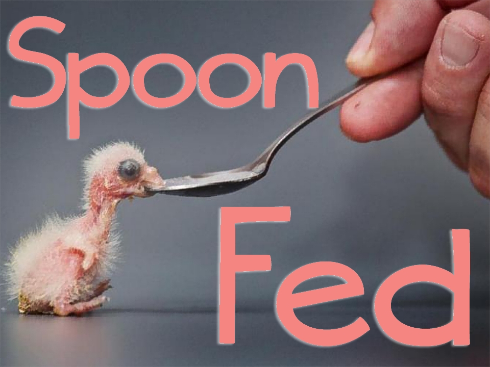 SpoonFed