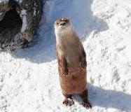 Image result for How do otters survive winter?