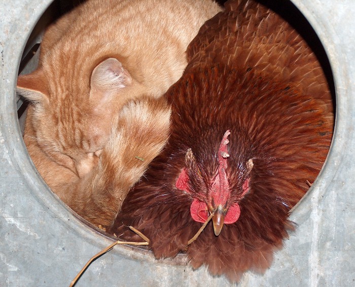 Chicken+and+Cat.jpg