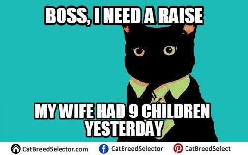 Meme-Business-Cat.png