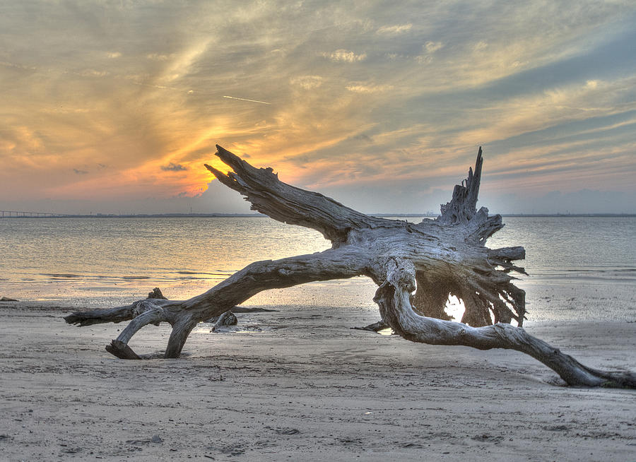 sunset-on-driftwood-beach-sander-ellis.jpg