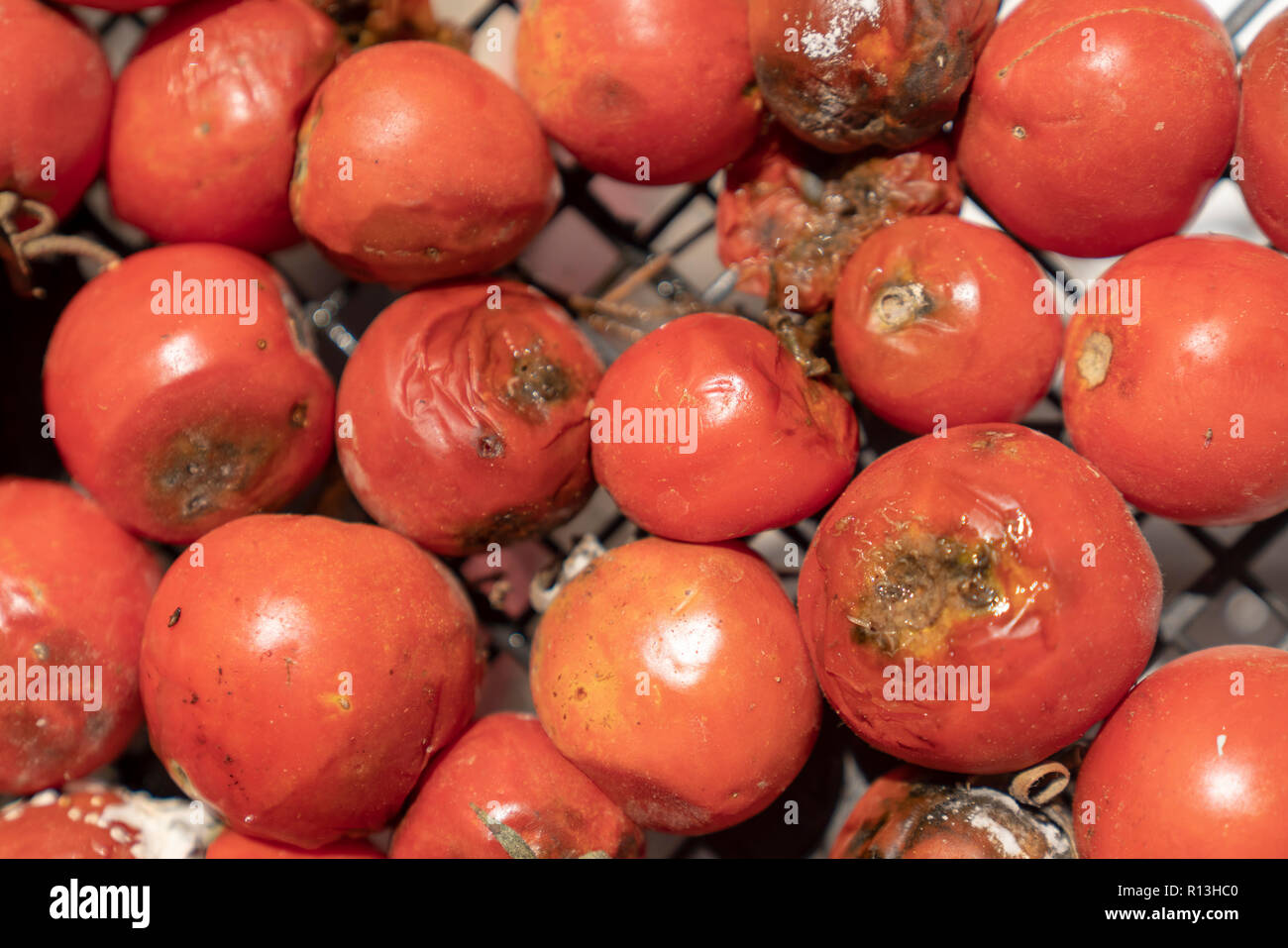 Many rotten tomatoes in plastic box, background, covered with mold closeup  Stock Photo - Alamy